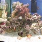 Gesamtansicht Aquarium