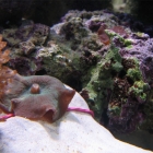 Scheibenanemone