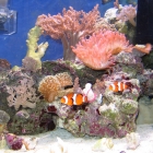 Gesamtansicht Aquarium