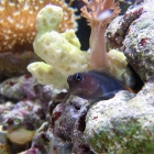 Der Ecsenius bicolor Schleimfisch an seinem Lieblingsplätzchen