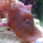 Scheibenanemone