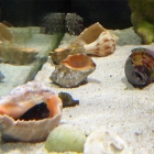 Ecsenius bicolor Schleimfisch