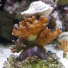 Pocillopora damicornis mit Einsiedler