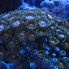 Krustenanemonen