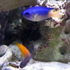 Pomacentrus coelestis und Ecsenius bicolor