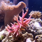 Seriatopora hystrix