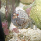 Actaeodes tomentosus Krabbe