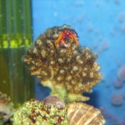 Einsiedler auf Pocillopora damicornis