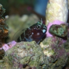 Ecsenius bicolor Schleimfisch