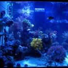 Gesamtansicht Aquarium