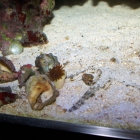rote Mini-Anemone (keine Manjano)