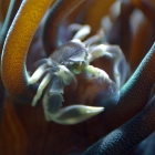 Anemonenkrabbe