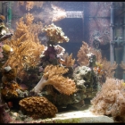 Gesamtansicht Aquarium
