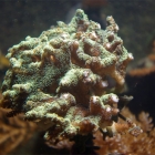 Seriatopora caliendrum