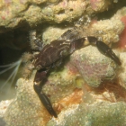 Chlorodiella nigra Krabbe