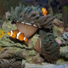 Zwei Anemonen