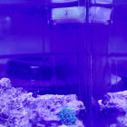 Minicompletetank Flow mit einem Loch Minicompletetank Flow mit einem Loch