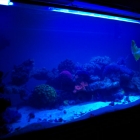 Gesamtansicht Aquarium