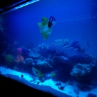 Gesamtansicht Aquarium