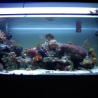 Gesamtansicht Aquarium