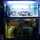 Aquarium mit Technikbecken