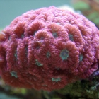 Blastomussa merleti