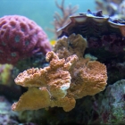 Montipora foliosa