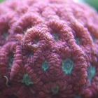 Blastomussa merleti Blastomussa merleti