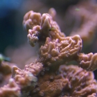 Montipora foliosa