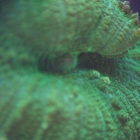 Scheibenanemone Scheibenanemone