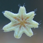 Asterina Seestern