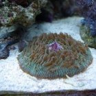 Fungia Fungia