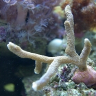 Montipora