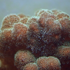 Pocillopora damicornis