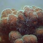 Pocillopora damicornis Pocillopora damicornis