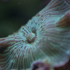 Scheibenanemone Scheibenanemone