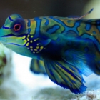 Mandarin Männchen Mandarin Männchen