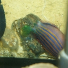 Monodi-Krabbe frisst Sechsstreifenlippfisch Monodi-Krabbe frisst Sechsstreifenlippfisch