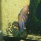 Monodi-Krabbe frisst Sechsstreifenlippfisch