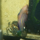Monodi-Krabbe frisst Sechsstreifenlippfisch Monodi-Krabbe frisst Sechsstreifenlippfisch