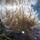 Gorgonien Gorgonien