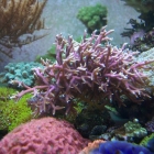 Seriatopora hystrix Seriatopora hystrix