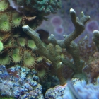 Montipora digitata