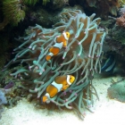 Anemone und Clownis Anemone und Clownis