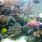 Ansicht Aquarium Ansicht Aquarium