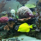 Ansicht Aquarium Ansicht Aquarium