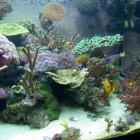 Ansicht Aquarium Ansicht Aquarium
