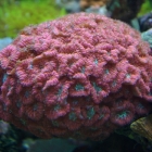 Blastomussa merleti Blastomussa merleti