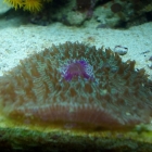 Fungia Fungia