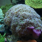Hammerkoralle (Euphyllia paraancora) Hammerkoralle (Euphyllia paraancora)